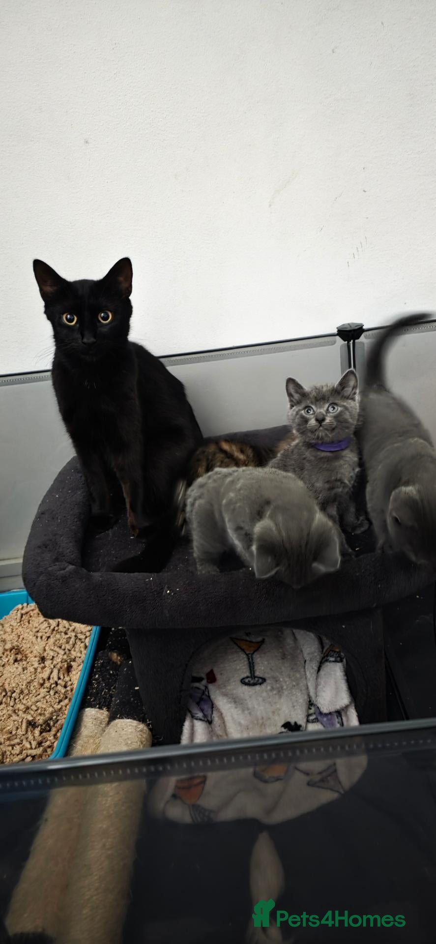 British Shorthair cats Kittens for sale - Advert 4