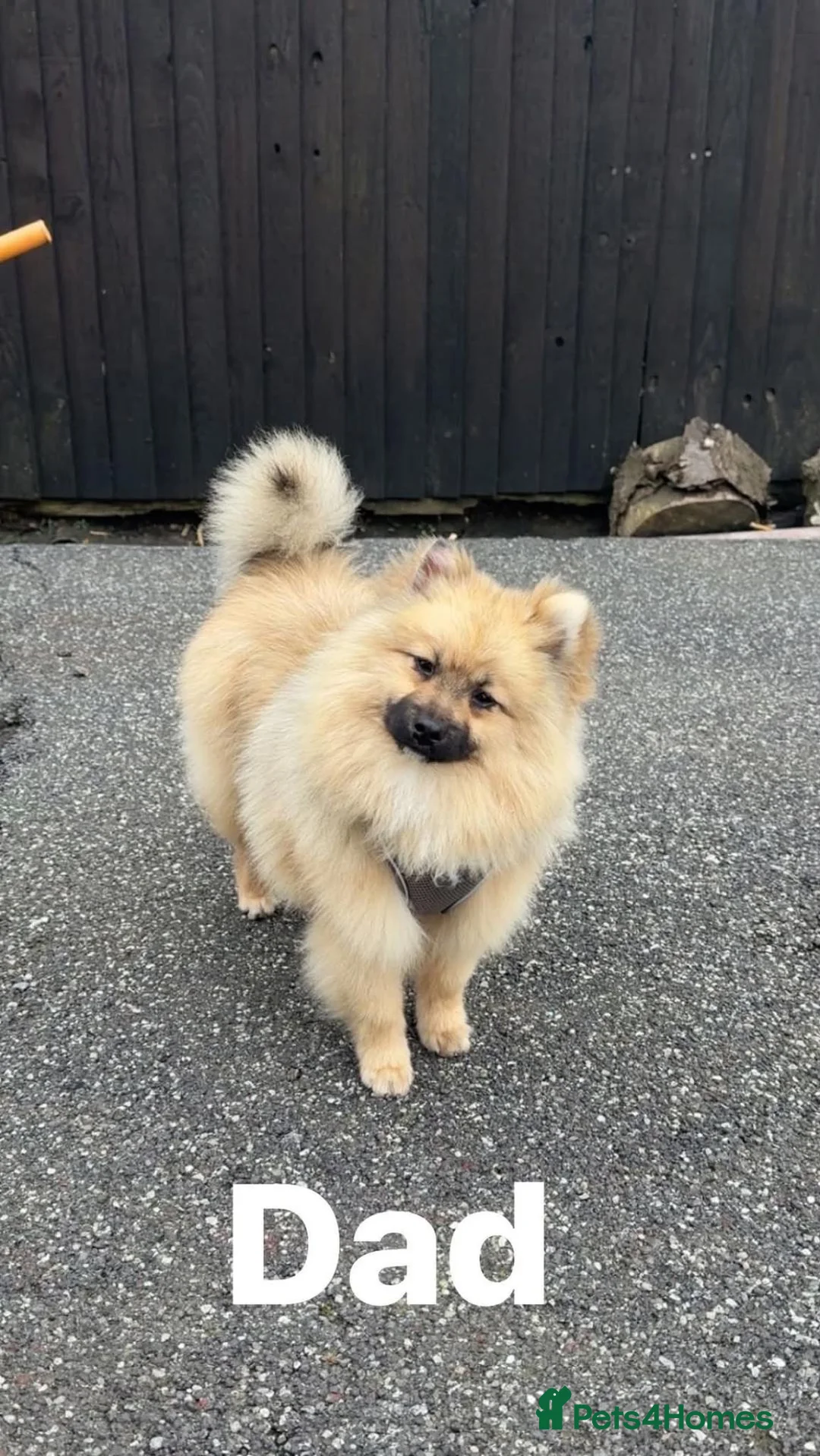 Mixed Breed dogs for sale: Yorkie pom puppies  - Advert 17