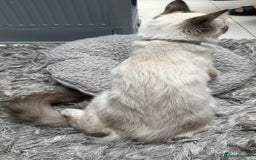 Ragdoll cats for sale: Ragdoll Lynx Blue point male - Image 5