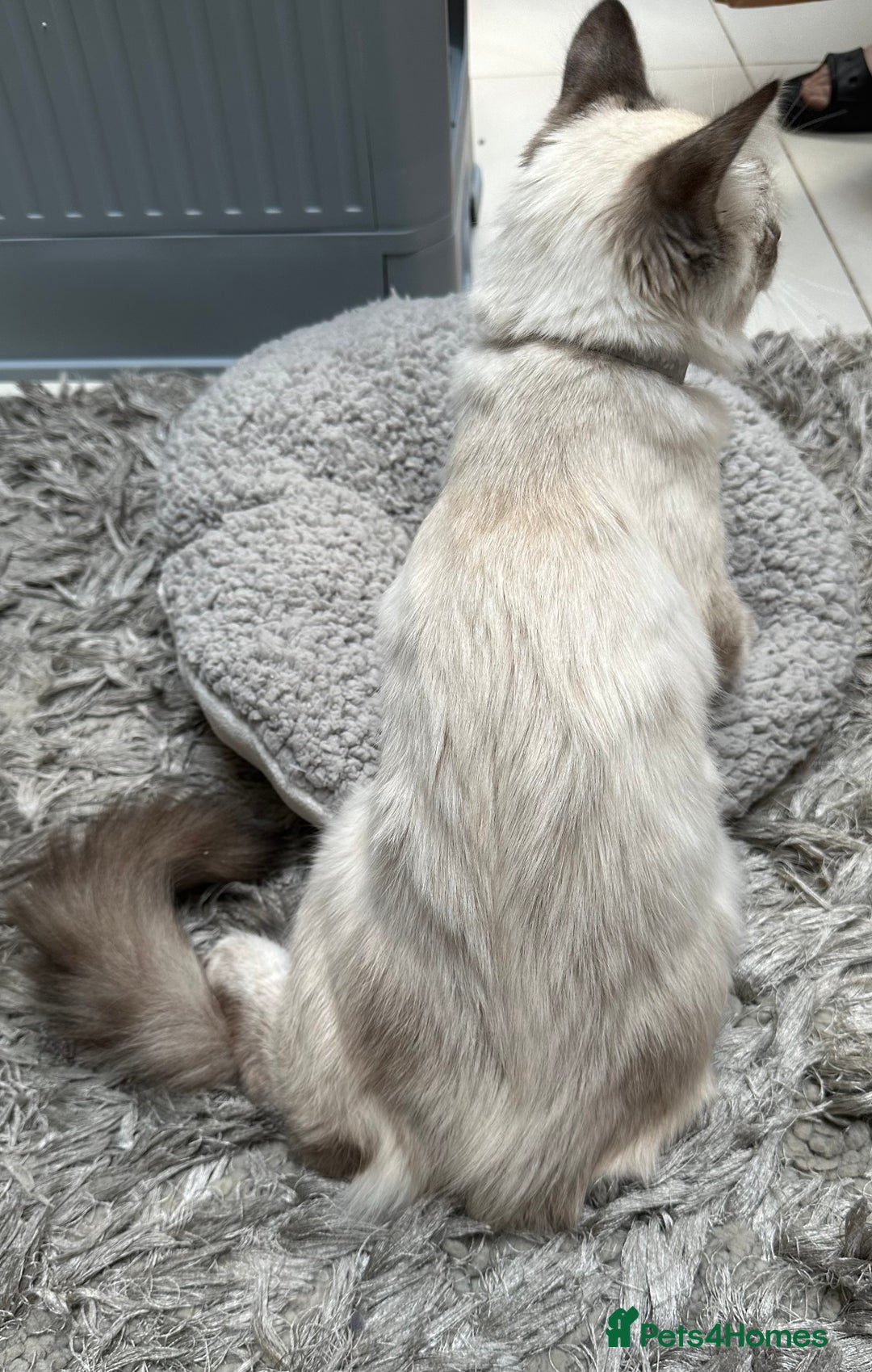 Ragdoll cats for sale: Ragdoll Lynx Blue point male - Image 5
