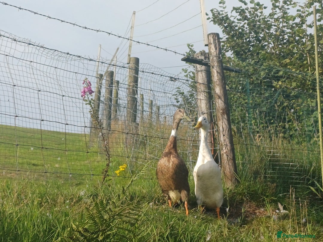 Ducks poultry for sale: Indian Runner Ducks - Image 5