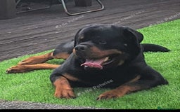 Rottweiler dogs for stud: Rottweiler for stud  - Image 4