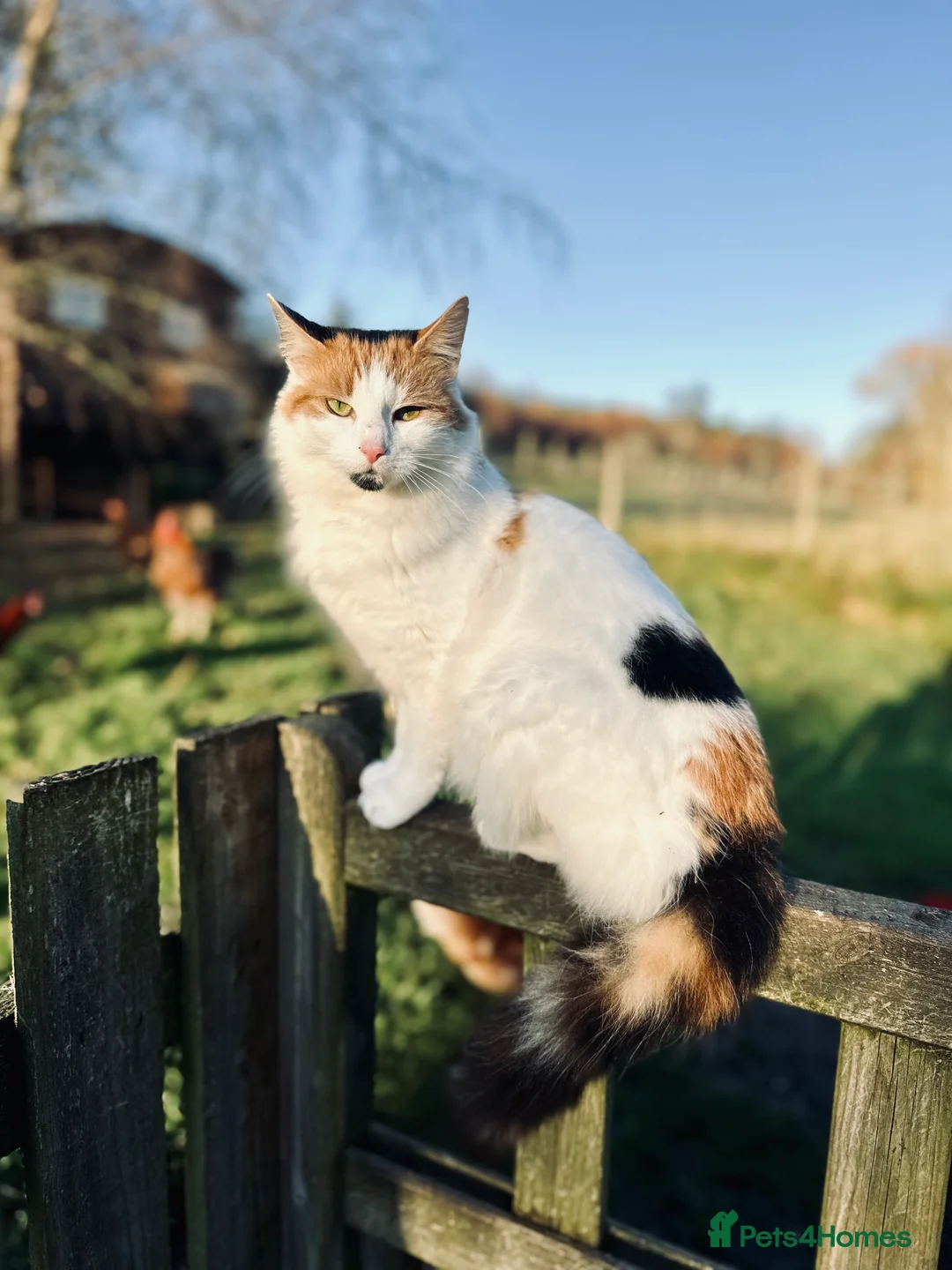 Mixed Breed cats for sale: Well-socialised Black & white female kitten  in Aberfeldy - Advert 2