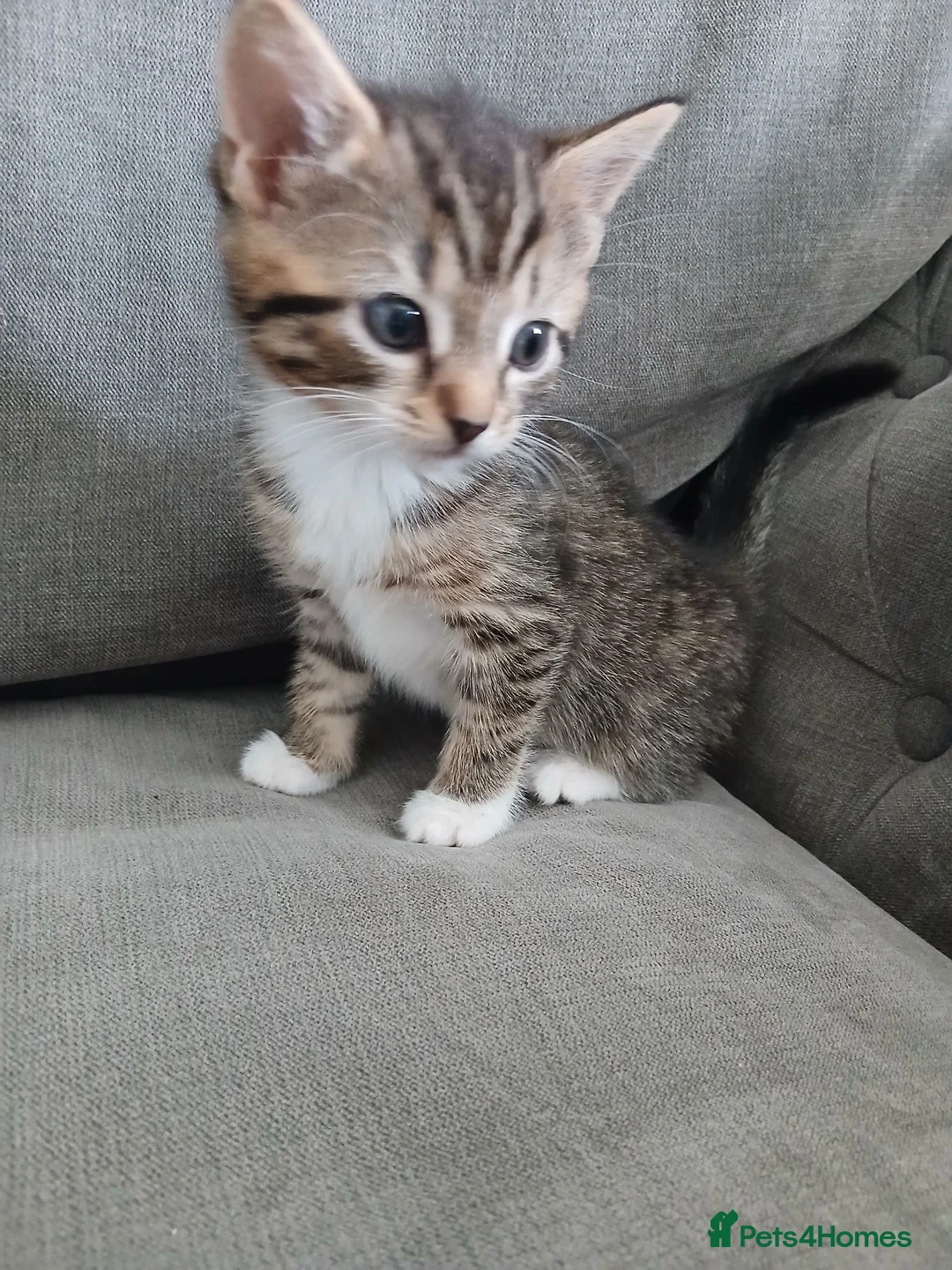 Mixed Breed cats for sale: Four babies ready for their FOREVER homes ❤️ - Advert 2