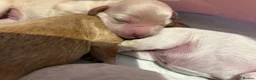 Cavapoo dogs for sale: Beautiful health tested cavapoos  - Advert 14