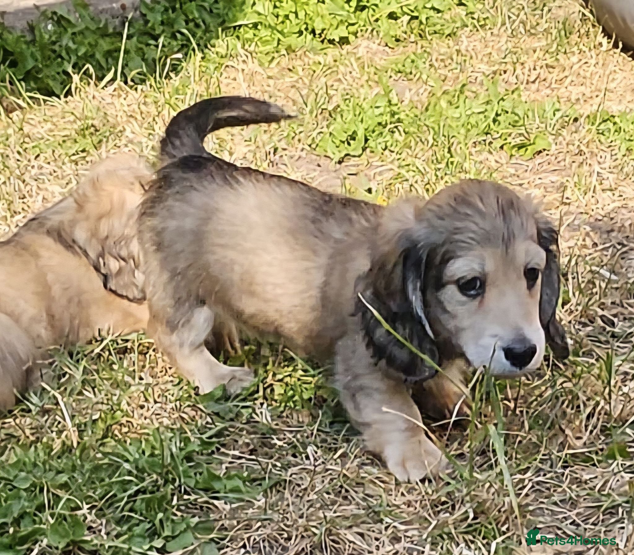 Miniature Dachshund dogs Longhaired Miniature daschund puppies 🐶  - Advert 4