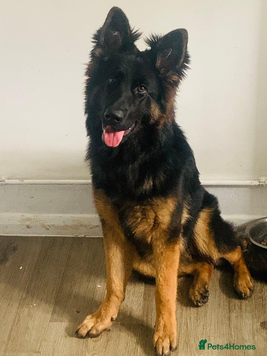 German Shepherd dogs for sale: BEAUTIFUL GERMAN FEMALE SHEPARD  - Image 3