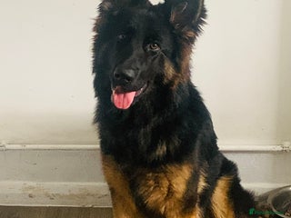 German Shepherd dogs - Advert 24