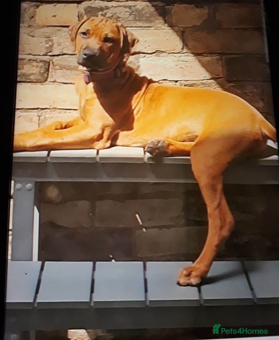 Rhodesian Ridgeback dogs for sale: Beautiful Kc Registered  - Image 8