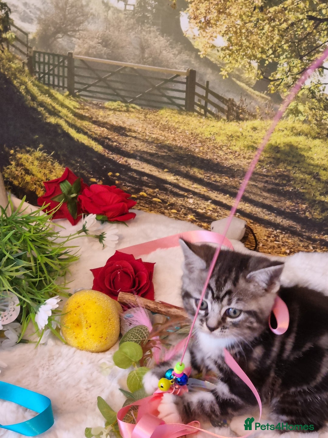 British Shorthair cats for sale: British Shorthair Tabby  - Image 6