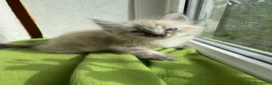 Ragdoll 4