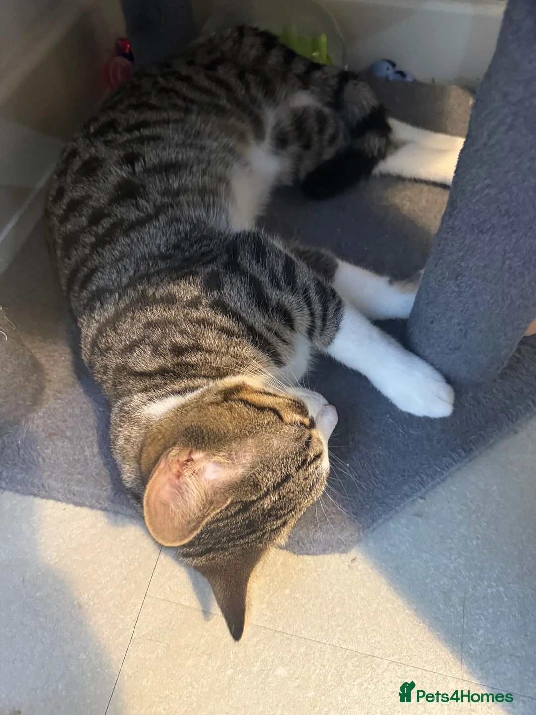 Bengal cats for sale: Bengal X male kitten - Advert 1