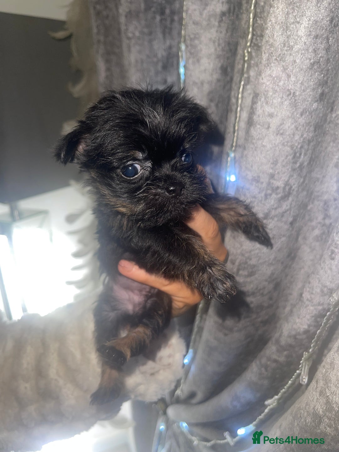 Mixed Breed dogs for sale: Jackapoo/French bulldog  - Advert 2