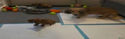 Miniature Dachshund dogs for sale: 4 beautiful miniature dachshunds  - Advert 7