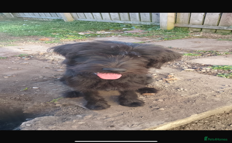 Mixed Breed dogs - Advert 1