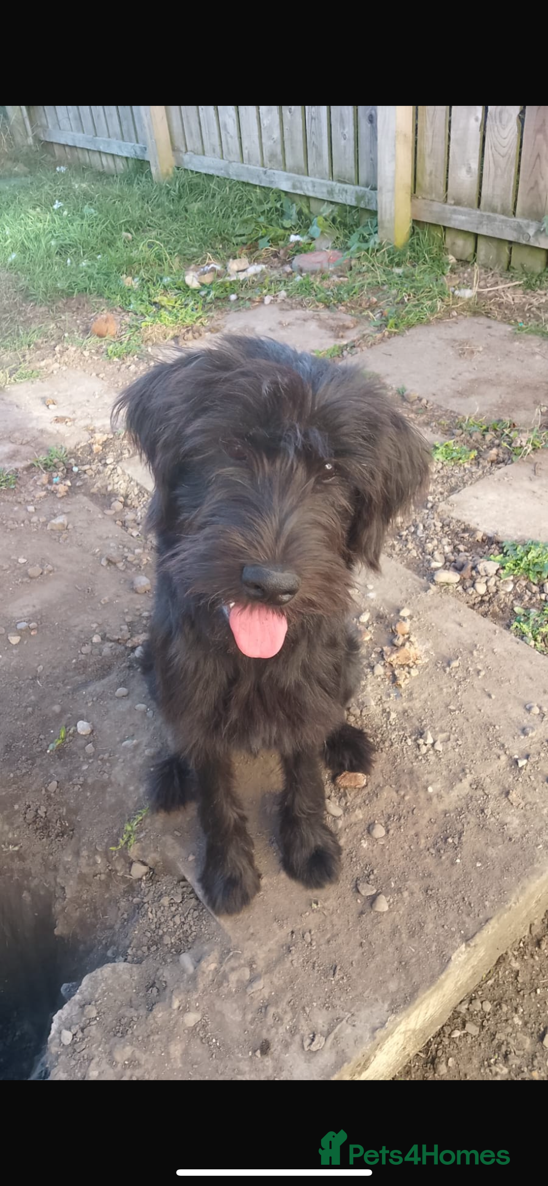 Mixed Breed dogs for sale: Caucasian Shepherd/giant schnauzer gross - Image 1