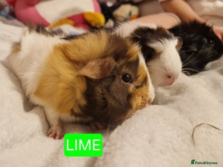 Guinea Pig rodents Trio male guineas - Advert 13