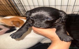 Jackapoo dogs for sale: Jackapoo - Advert 2