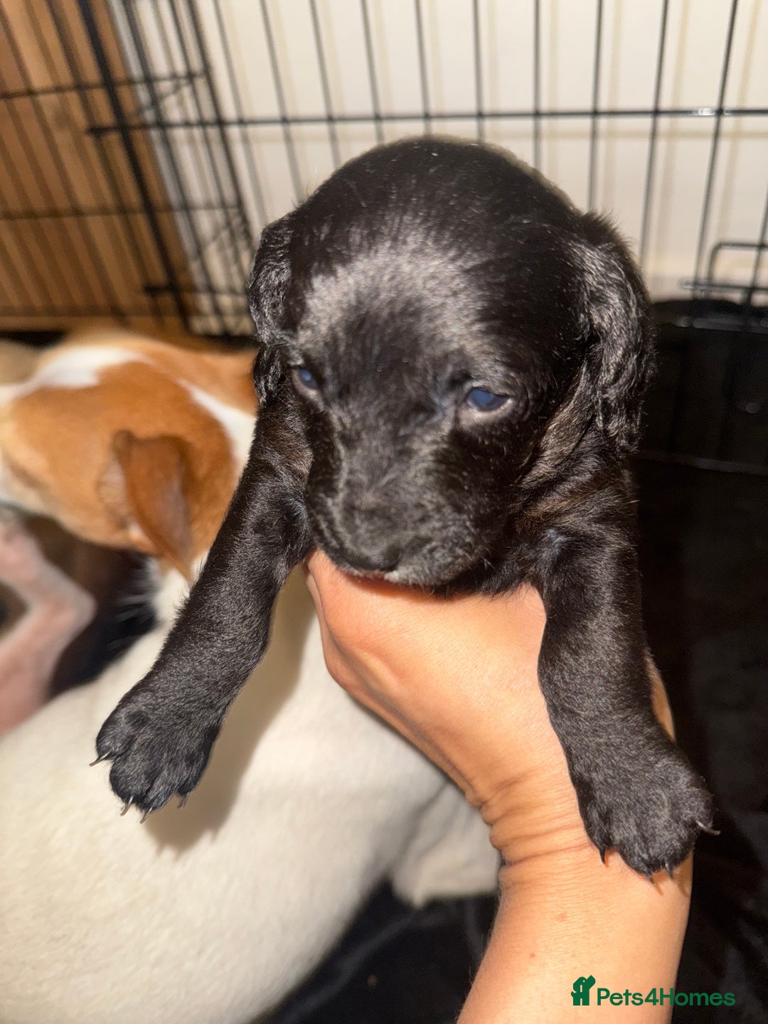 Jackapoo dogs for sale: Jackapoo - Advert 2