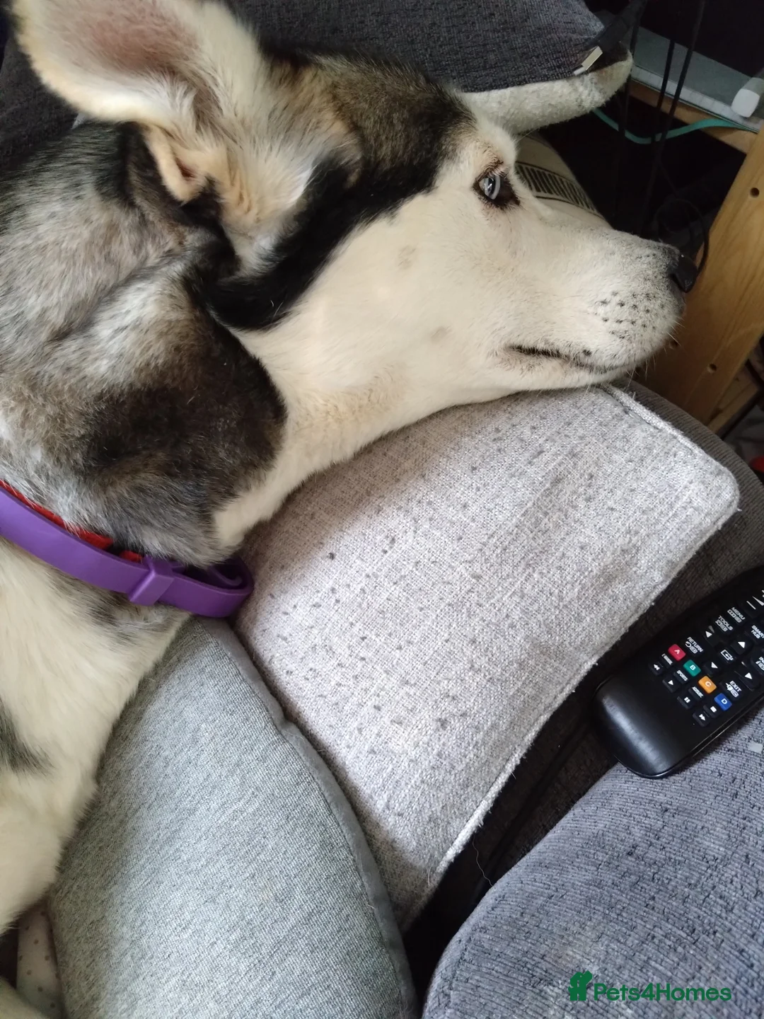 Siberian Husky dogs for sale: 4 year old Husky ♀️ in Alfreton - Advert 5