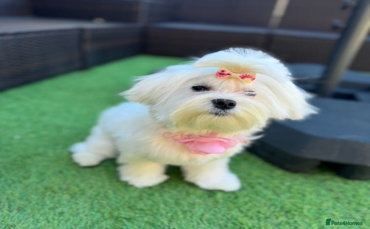 Maltese dogs in Ipswich - Advert 10