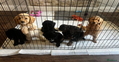 Cockapoo dogs in Whitley Bay - Advert 5