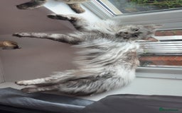 Maine Coon cats for sale: Precious boy - Image 1
