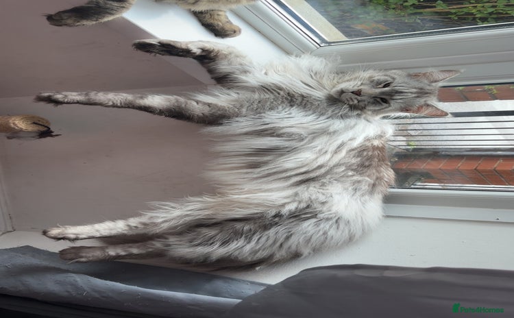 Maine Coon cats - Advert 15