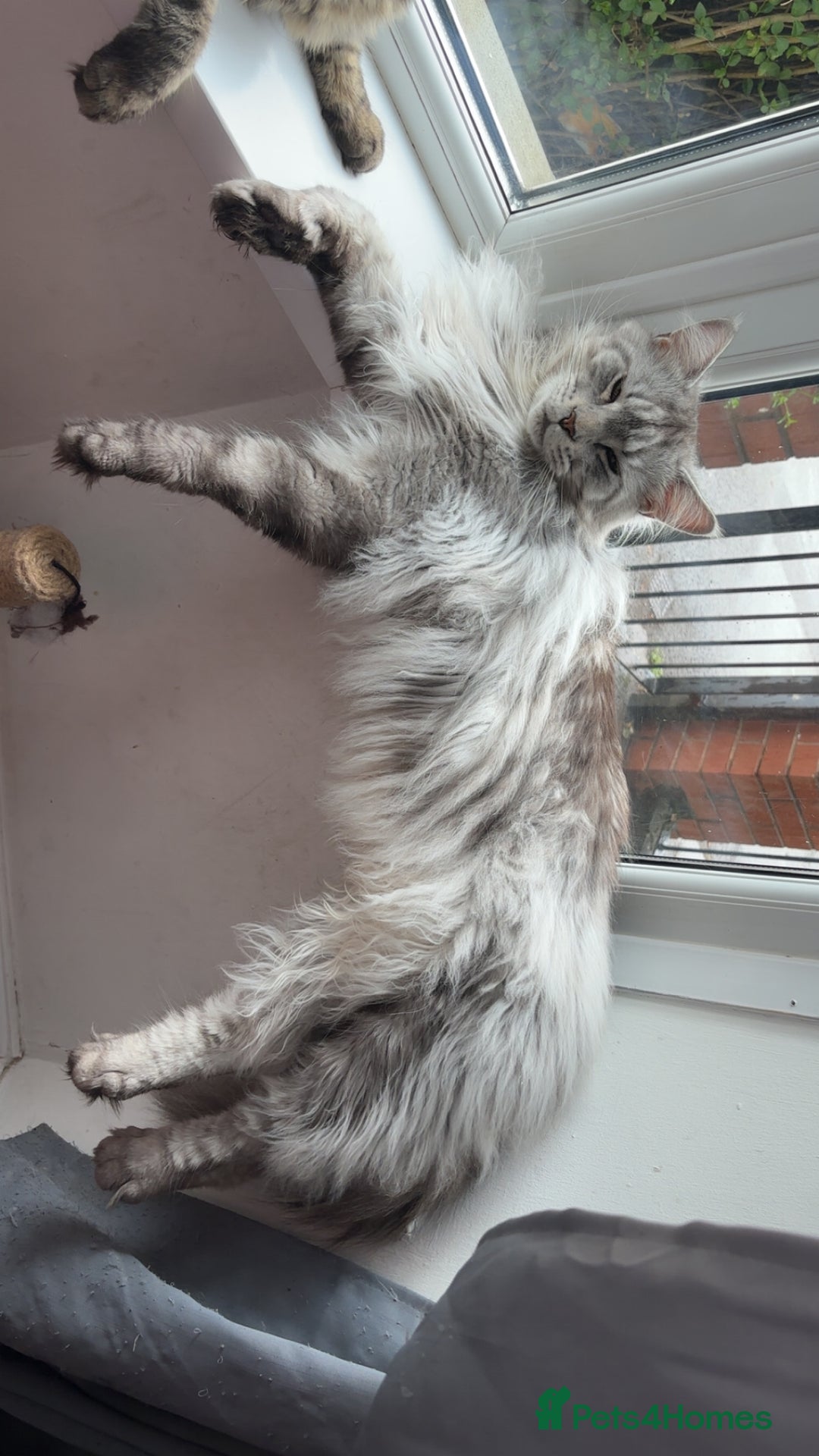 Maine Coon cats for sale: Precious boy - Image 1