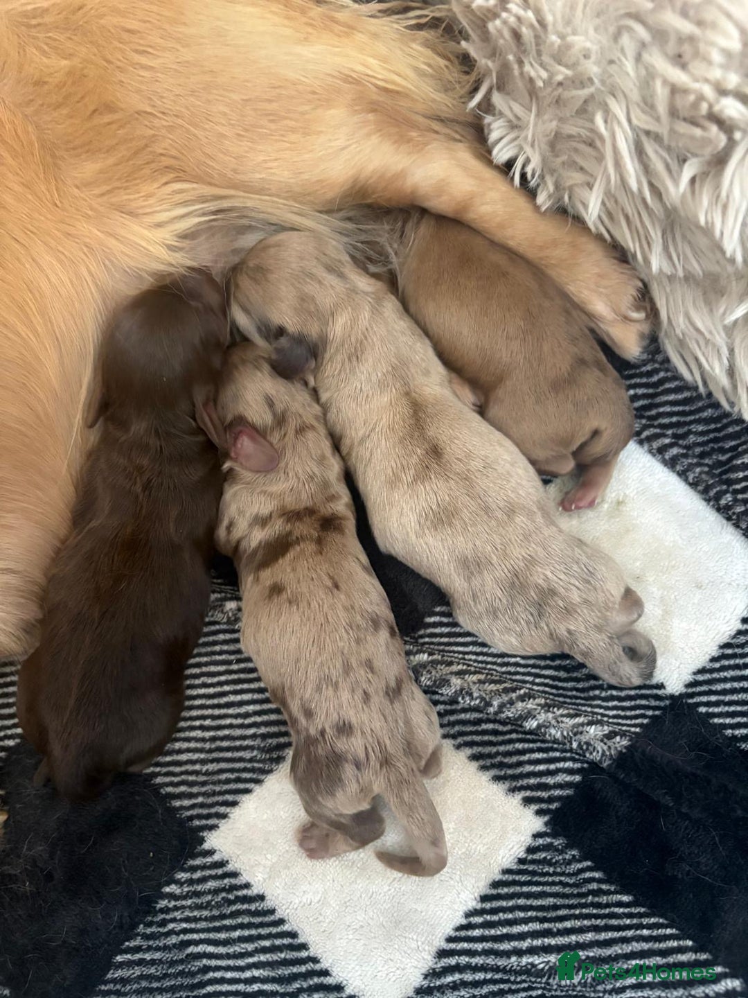 Miniature Dachshund dogs for stud: KC Reg Fully Health Tested clear Silver Dapple  in Southampton - Advert 5