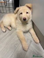 German Shepherd dogs - Advert 1