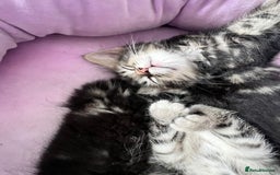 Mixed Breed cats for sale: Beautiful Kittens for sale - Image 7