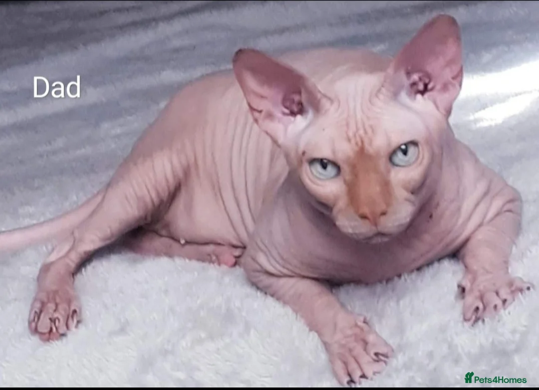 Sphynx cats for sale: ADORABLE PEDIGREE MALE SPHYNX KITTENS  - Advert 8