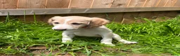 Saluki dogs for sale: Beautiful Saluki pups from champion lines - Advert 10