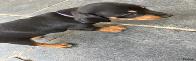 Dachshund Puppy 5