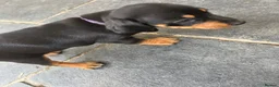 Dachshund dogs for sale: Dauchund puppy’s, 1 girl 2 boys left - Advert 3