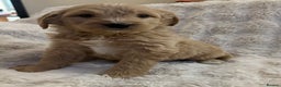 Goldendoodle dogs for sale: Beautiful golden doodles  - Advert 18