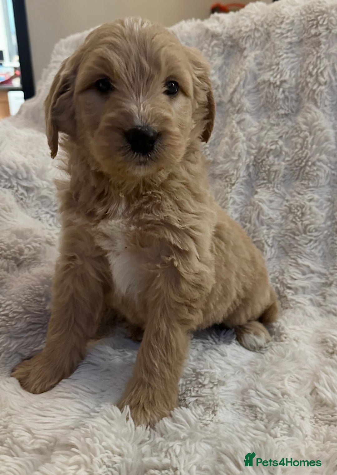 Goldendoodle dogs for sale: Beautiful golden doodles  - Advert 18