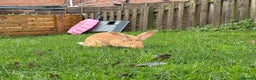 Continental Giant rabbits for sale: 8 month old continental giant  - Advert 2