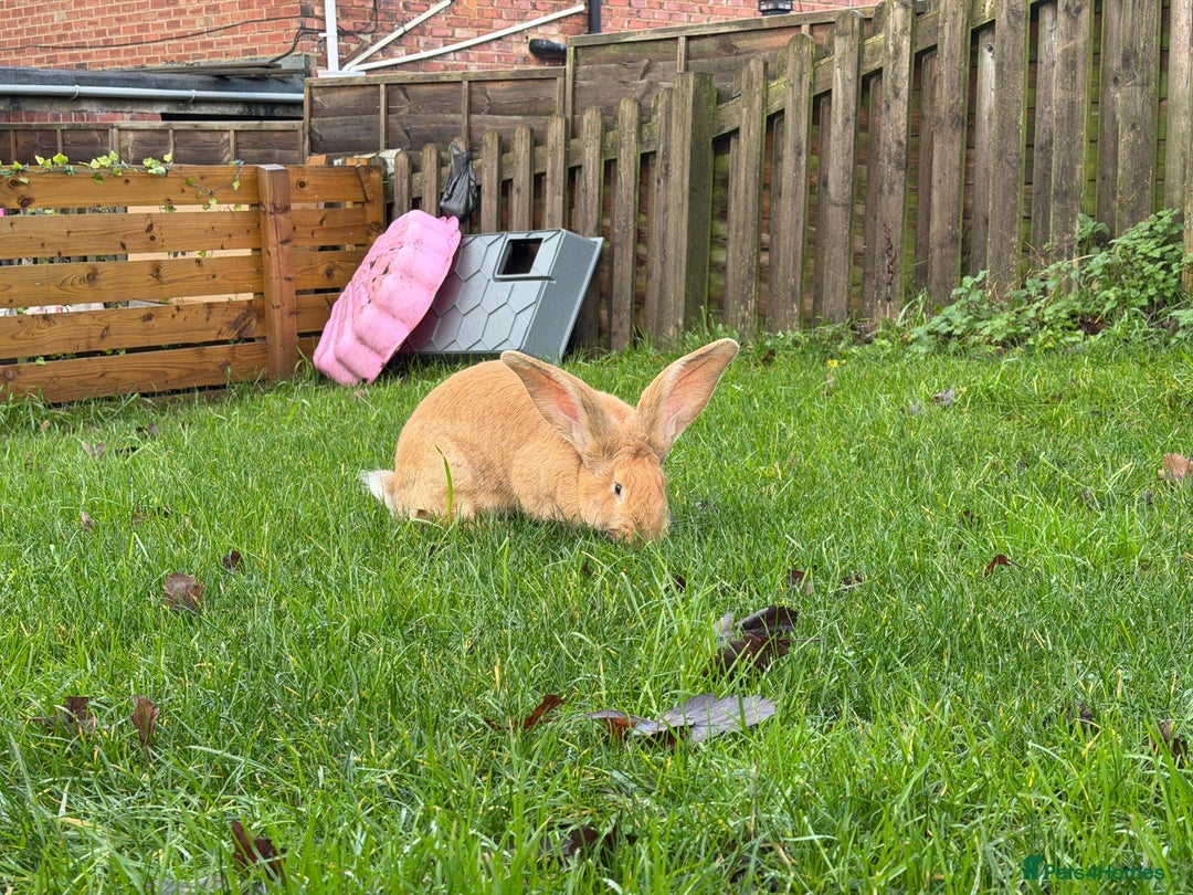 Continental Giant rabbits for sale: 8 month old continental giant  - Advert 2