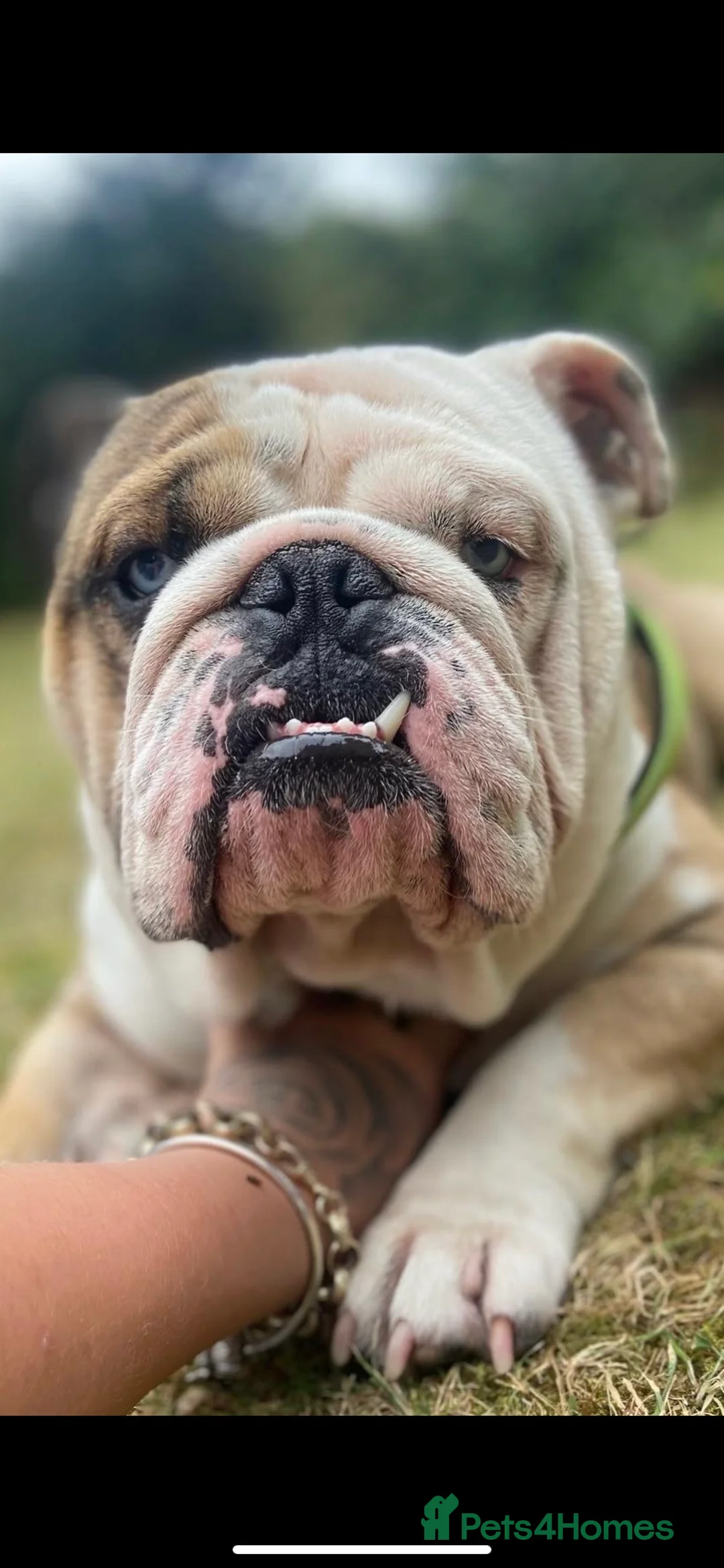 English Bulldog dogs for stud: PROVEN -SHRINKABULLS bloodline.  in Coventry - Advert 6