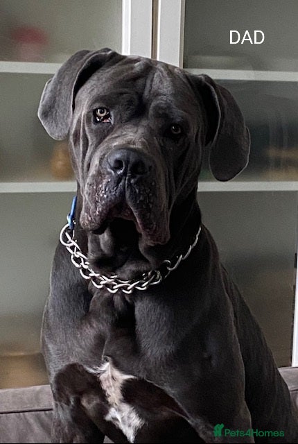 Cane Corso dogs Cane Corso puppies Big and beautiful  - Advert 4