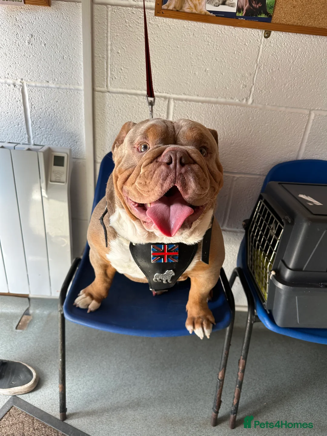 English Bulldog dogs for stud: KC fluffy and curly coat carrier bulldog stud  in Birmingham - Advert 1