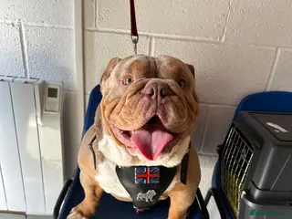 English Bulldog dogs KC fluffy and curly coat carrier bulldog stud in Birmingham - Advert 12