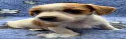 Jack Russell dogs for sale: Stunning Little Jack Russell Pups - Advert 13