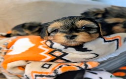 Yorkshire Terrier dogs for sale: 7 male Yorkshire terriers ready to leave.  - Image 32