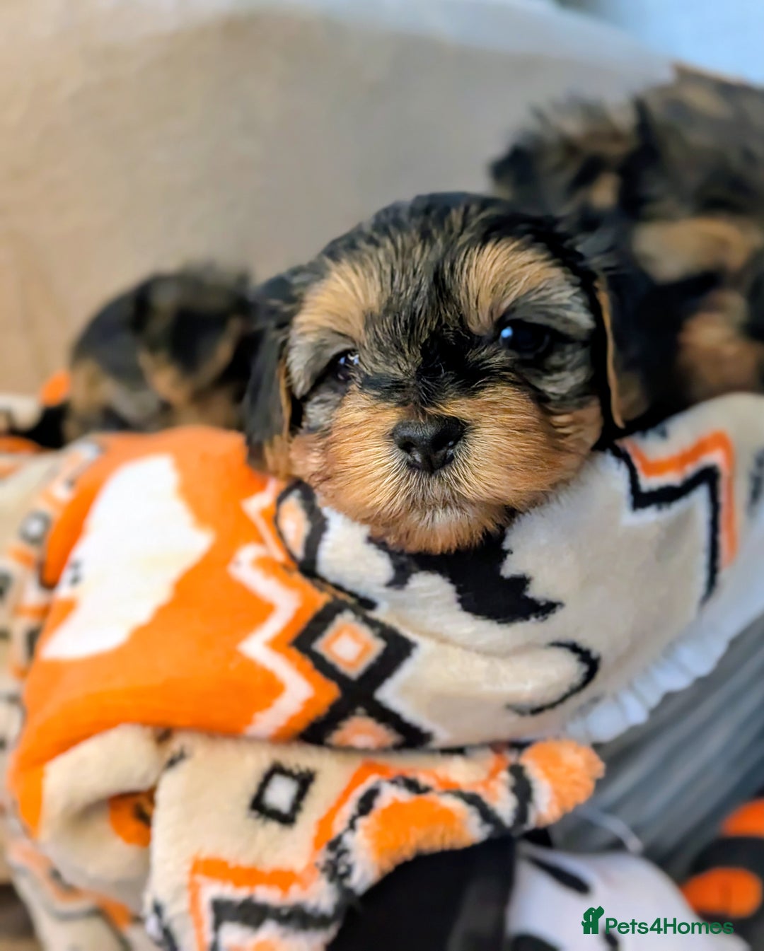 Yorkshire Terrier dogs for sale: 7 male Yorkshire terriers ready to leave.  - Image 32