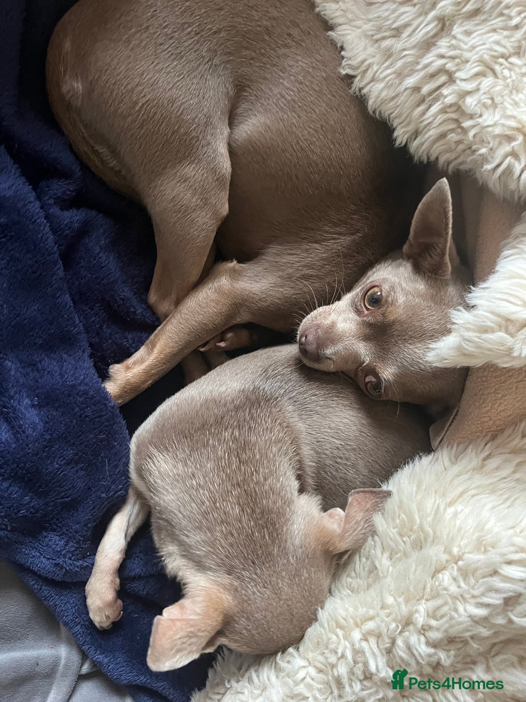 Chihuahua dogs for sale: Expecting litter24th Jan 26. Register 4 interest.  - Advert 3