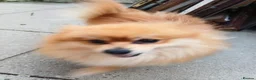 Pomeranian dogs for sale: Male Pomeranian 2 Years Old - Advert 7