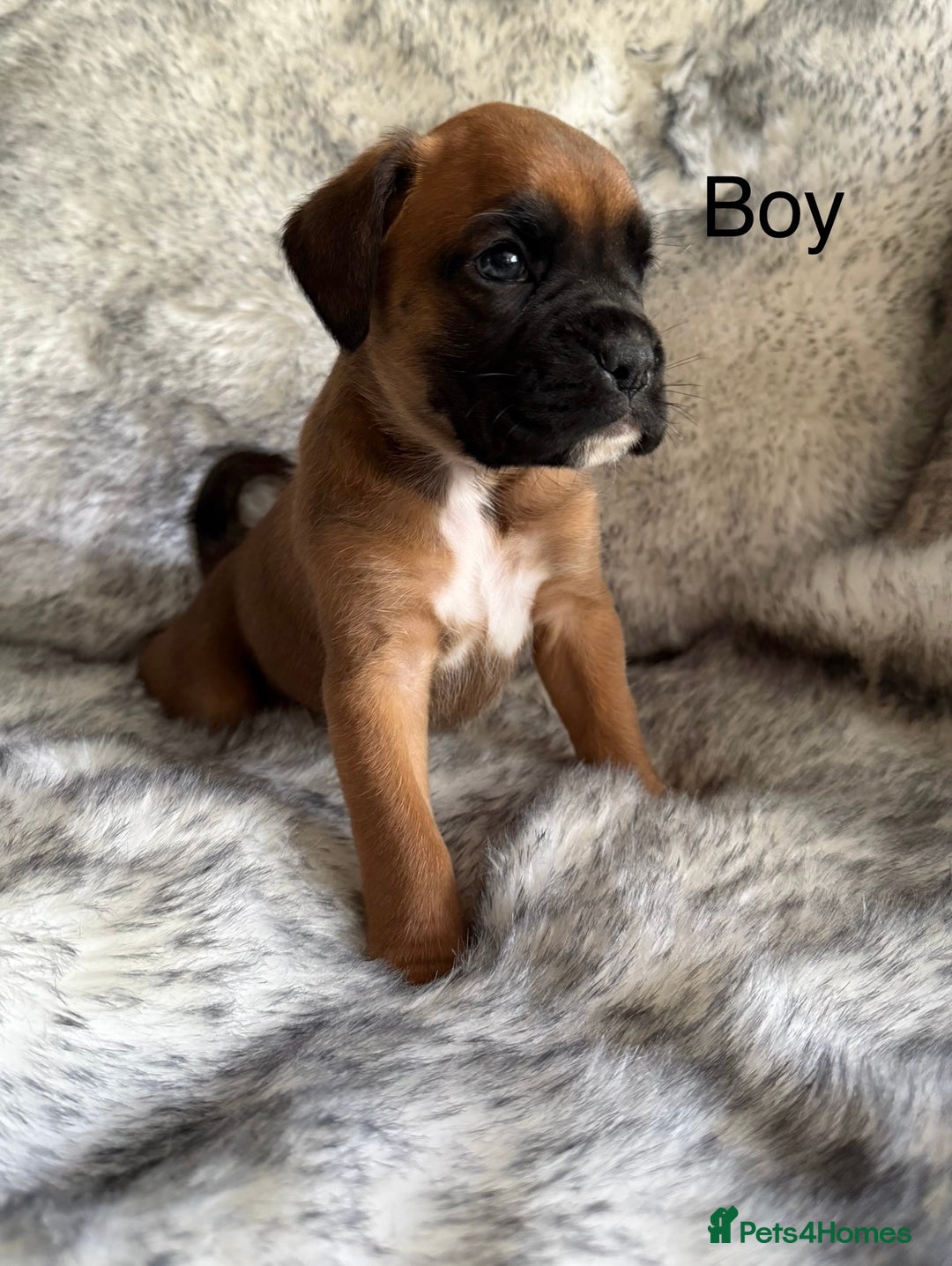 Boxer dogs for sale: Adorable Boxer Puppies - Ready Soon - Image 7